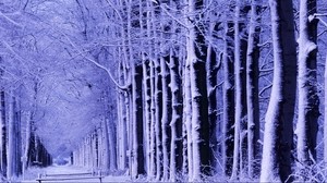 winter, park, bench, trees, snow, hoarfrost