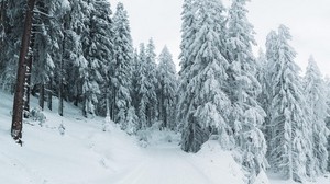 winter, snow, trees, path, snowy