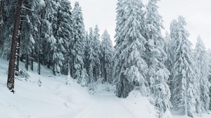 invierno, nieve, árboles, camino, nevado