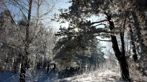 inverno, neve, alberi, brina, ombra, sole, fiaba