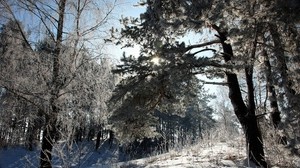 vinter, snö, träd, rimfrost, skugga, sol, saga