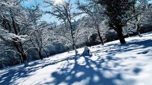 winter, snow, trees, shadows, light, cover
