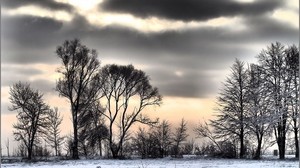winter, snow, trees, clouds