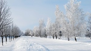 winter, snow, road, alley, trees, man