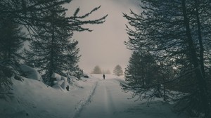 winter, snow, silhouette, forest, trees - wallpapers, picture