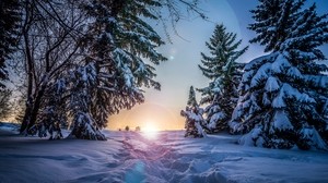 winter, snow, sunlight, path, trees