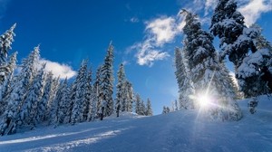 winter, snow, sunlight, trees