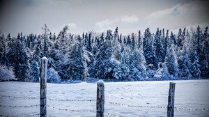 winter, snow, the fence, trees