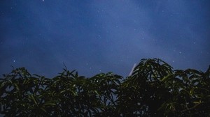 starry sky, trees, night, leaves, stars - wallpapers, picture