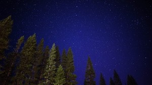 starry sky, trees, night, sky, shine - wallpapers, picture