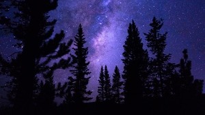 繁星点点的天空，树木，夜晚，松树