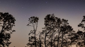 starry sky, trees, night, sky, branches