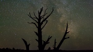 starry sky, trees, silhouettes, stars, night - wallpapers, picture