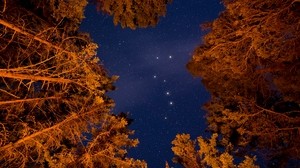 繁星点点的天空，树木，底视图，星星，天空，夜晚