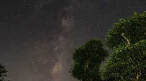 starry sky, trees, stars, night, forest - wallpapers, picture