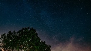 starry sky, tree, night