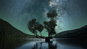 cielo estrellado, árbol, lago, noche