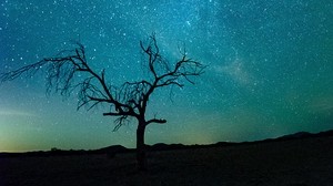 starry sky, tree, silhouette, shine - wallpapers, picture