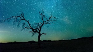 cielo estrellado, árbol, silueta, brillo