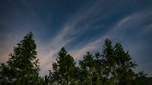 starry sky, trees, sky - wallpapers, picture