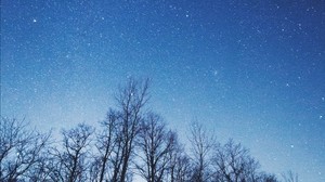 starry sky, trees, sky, night - wallpapers, picture