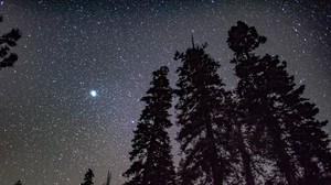 starry sky, trees, night, stars, shine, shine - wallpapers, picture