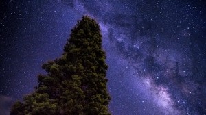 starry sky, milky way, tree, stars