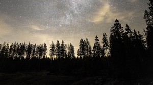 cielo stellato, via lattea, stelle, alberi, notte