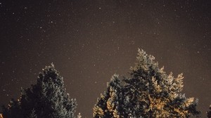 星空，夜晚，树木，光芒