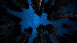 cielo stellato, notte, alberi, stelle