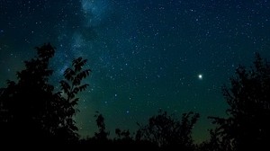 starry sky, night, stars, trees, night sky - wallpapers, picture