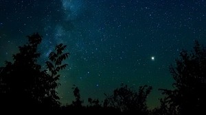 starry sky, night, stars, trees, night sky