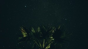 starry sky, palm tree, night