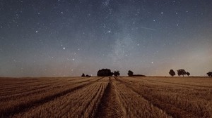 cielo stellato, campo, erba, crepuscolo, notte, alberi