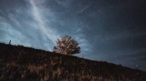 starry sky, stars, tree, grass, night - wallpapers, picture