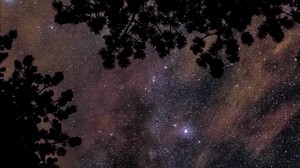 starry sky, stars, trees, shine