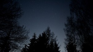 cielo stellato, stelle, notte, rami, vista dal basso