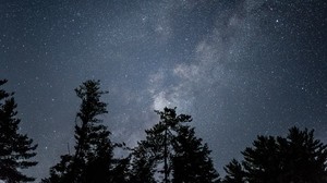 starry sky, stars, night, trees